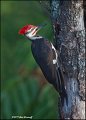 11SB0035 Pileated Woodpecker